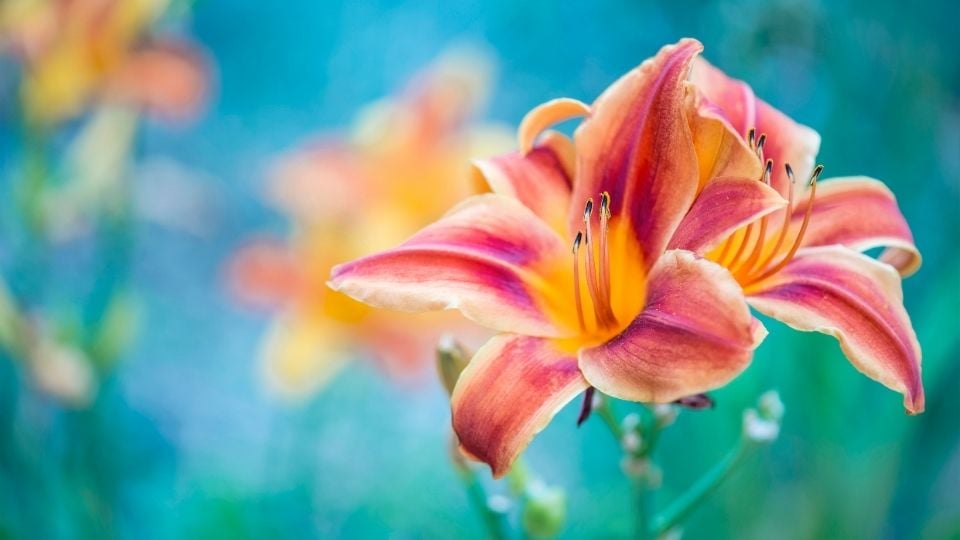 Lily Flower Meaning