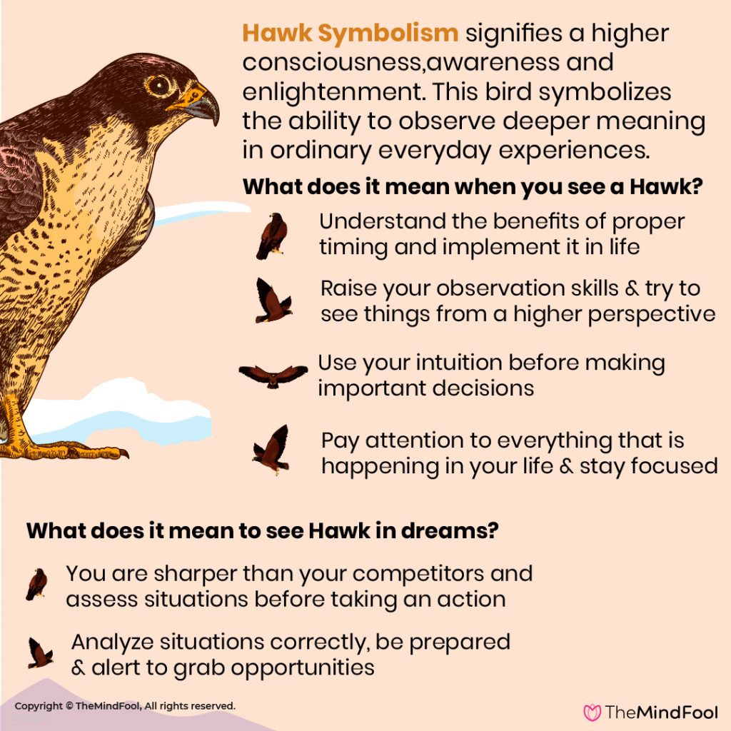 Hawk Symbolism Hawk Meaning Hawk Spirit Animal Hawk Spiritual Meaning