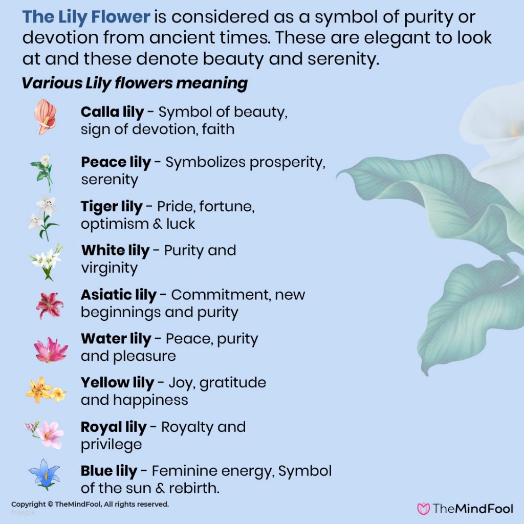 Lily Flower Meaning - The Complete Guide to Lily Meaning and Symbolism