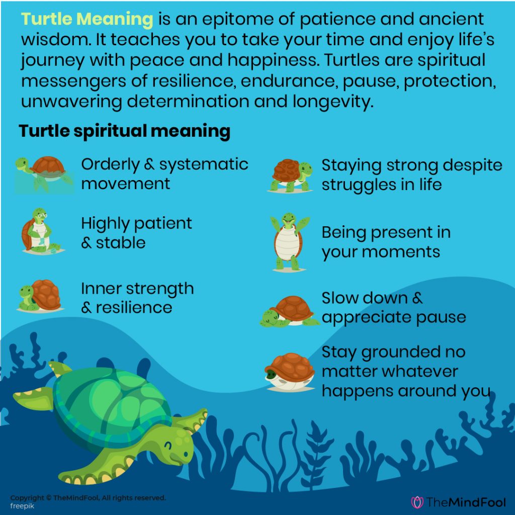 Turtle Meaning | Turtle Symbolism | Turtle Spirit Animal | What Does A  Turtle Symbolize
