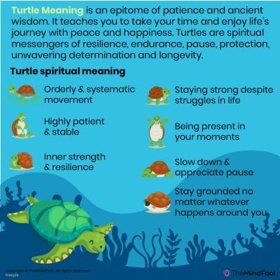 Turtle Meaning | Turtle Symbolism | Turtle Spirit Animal | What Does A ...