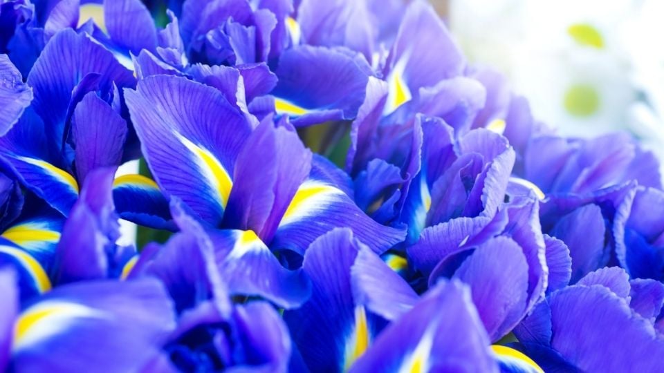 Iris Meaning, Symbolism of Iris Flowers