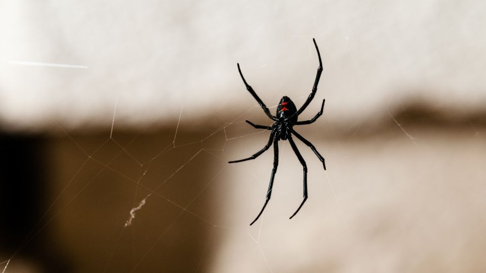 What Does It Mean When You Dream About Spiders