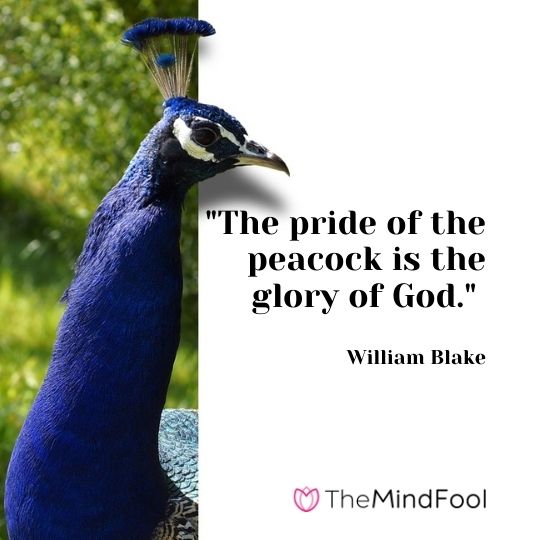 "The pride of the peacock is the glory of God." - William Blake