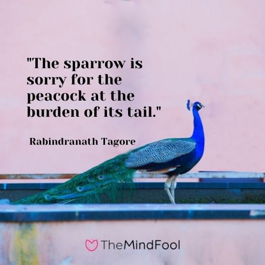"The sparrow is sorry for the peacock at the burden of its tail." - Rabindranath Tagore