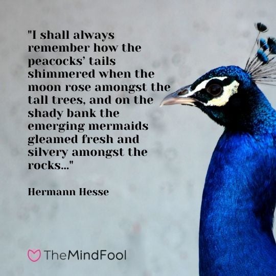 "I shall always remember how the peacocks’ tails shimmered when the moon rose amongst the tall trees, and on the shady bank the emerging mermaids gleamed fresh and silvery amongst the rocks…" - Hermann Hesse