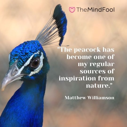 "The peacock has become one of my regular sources of inspiration from nature." - Matthew Williamson