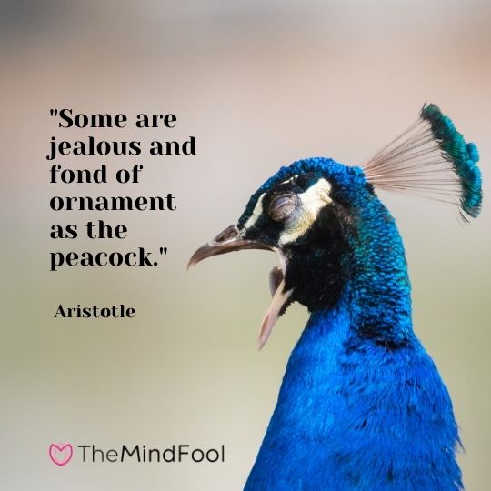 "Some are jealous and fond of ornament as the peacock." - Aristotle 