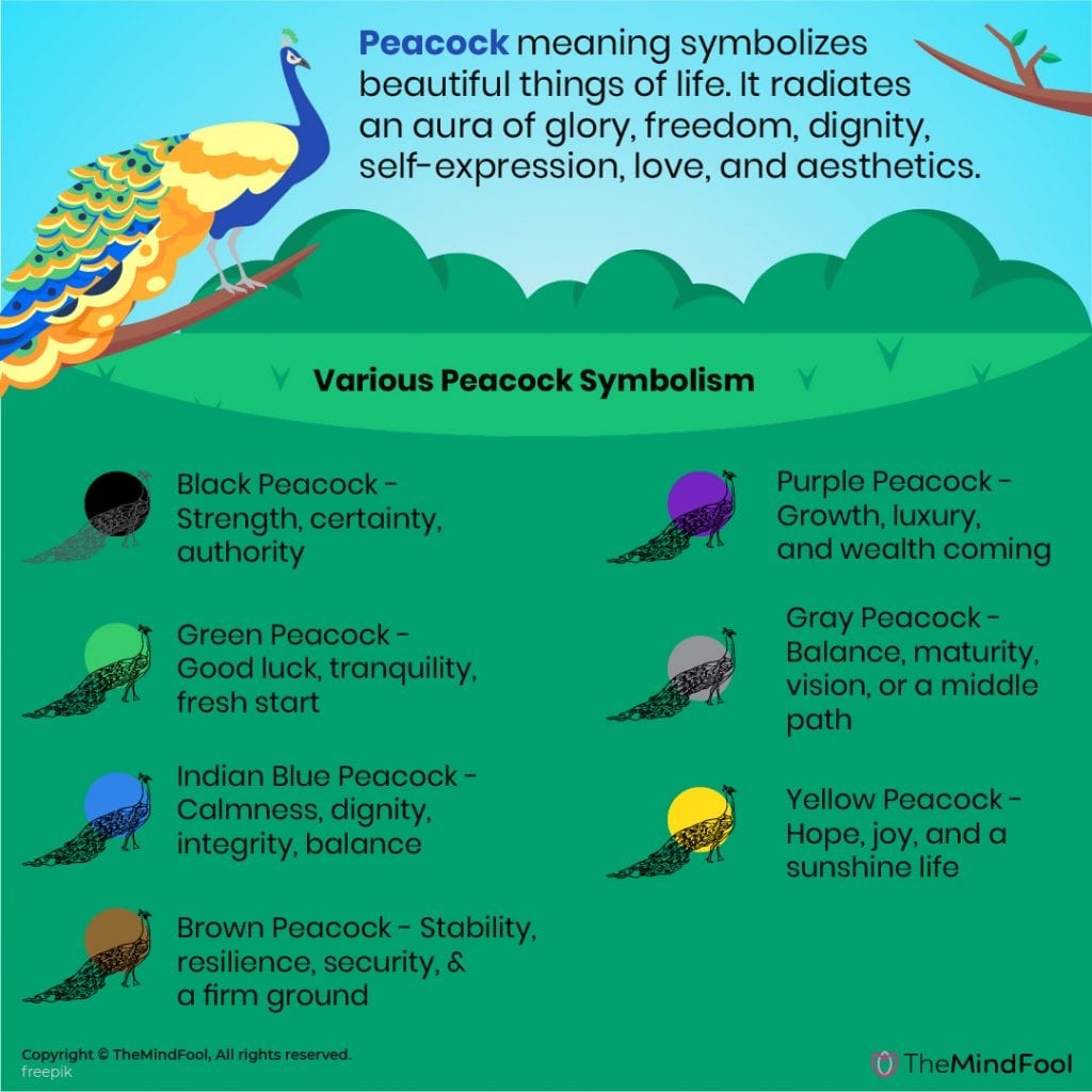 Peacock Meaning & Symbolism - A Complete Guide