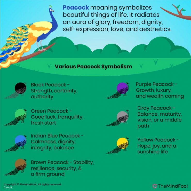 peacock-meaning-peacock-symbolism-peacock-spiritual-meaning