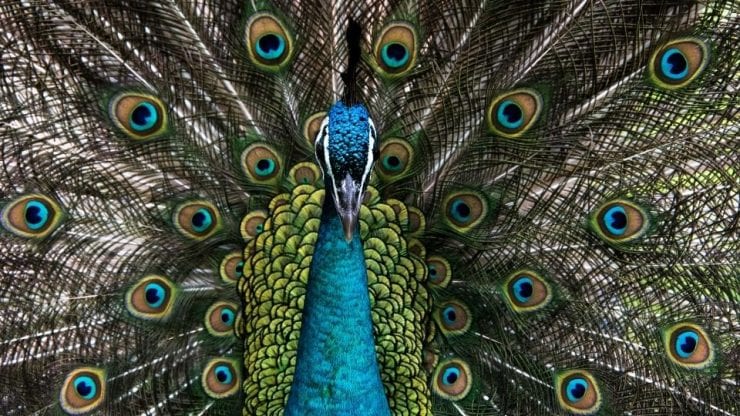 Peacock Meaning