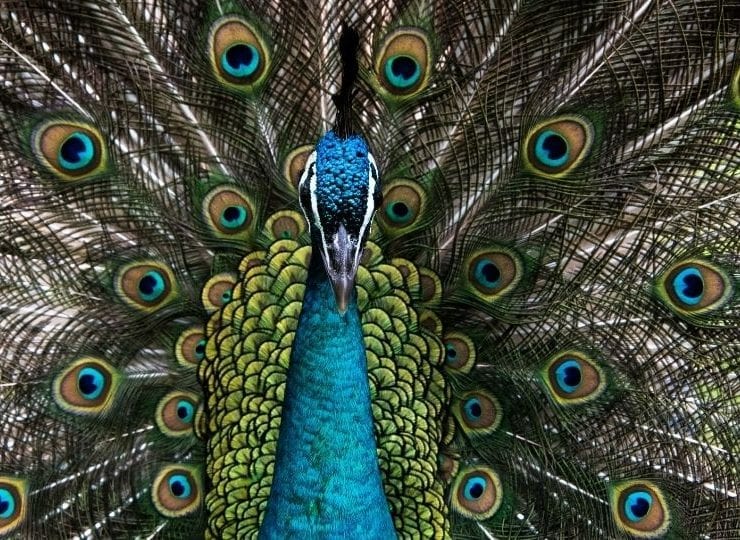 Peacock Meaning
