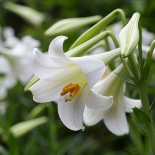 Hope Symbol- Easter Lily