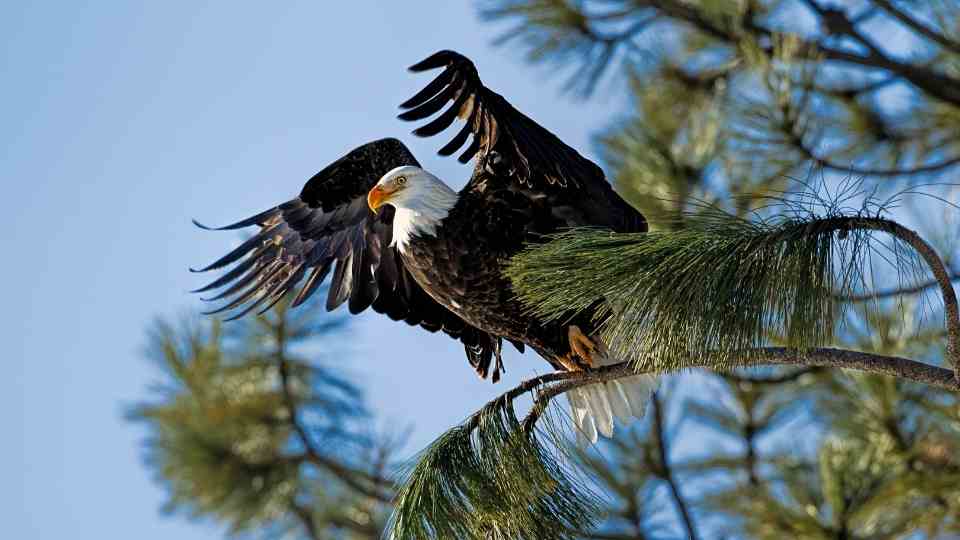 us eagle symbol meaning