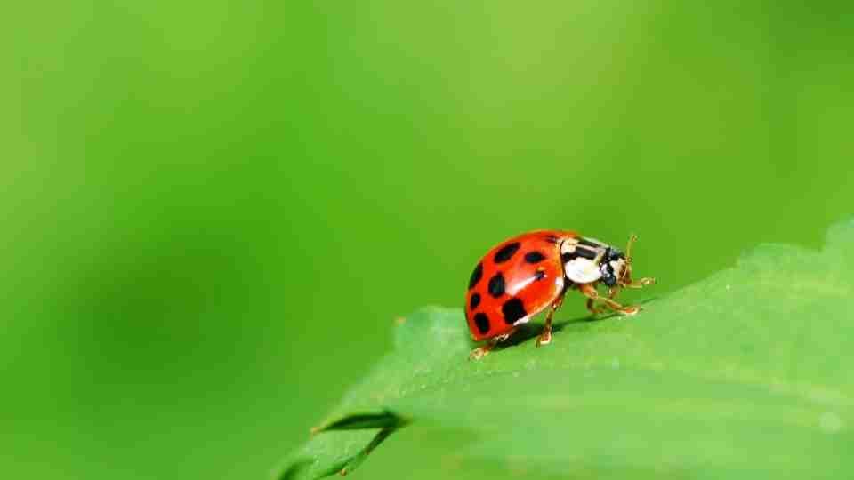 Seeing ladybugs everywhere in Toronto? Here's why