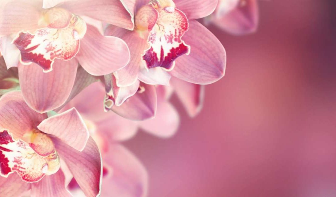 Orchid Flower Meaning - General Symbolisms, Cultural Significance, And More