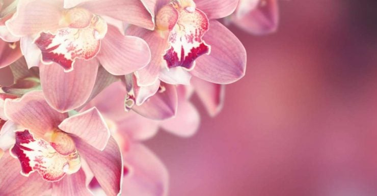 Orchid Flower Meaning - General Symbolisms, Cultural Significance, And More