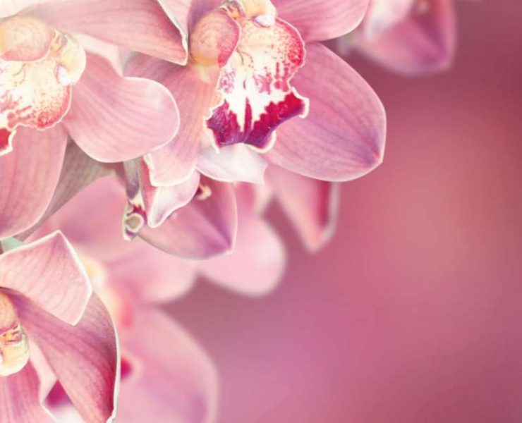 Orchid Flower Meaning - General Symbolisms, Cultural Significance, And More