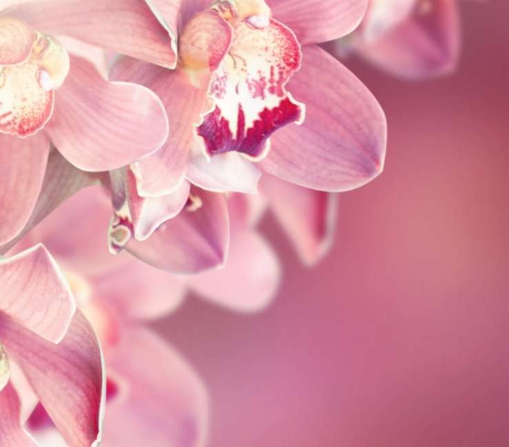 Orchid Flower Meaning - General Symbolisms, Cultural Significance, And More