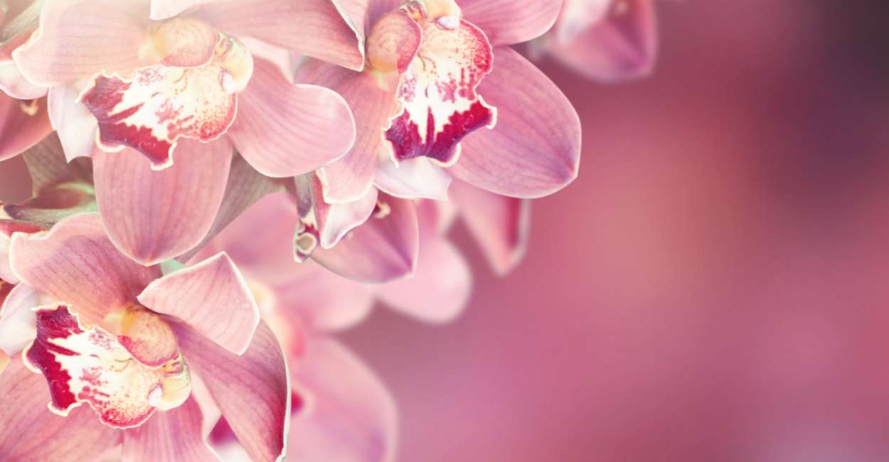 Orchid Flower Meaning - General Symbolisms, Cultural Significance, And More