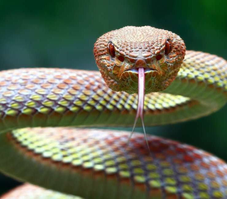Snake Spirit Animal - Different General, Cultural, and Modern Meanings