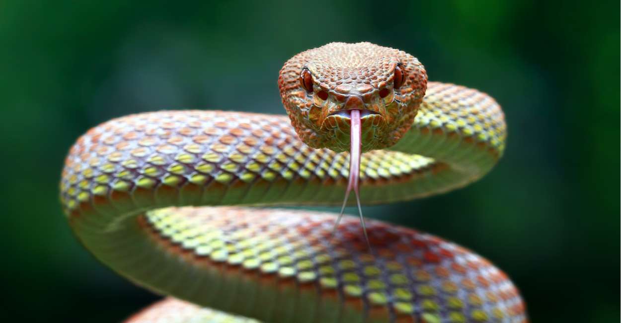 Snake Spirit Animal - Different General, Cultural, and Modern Meanings