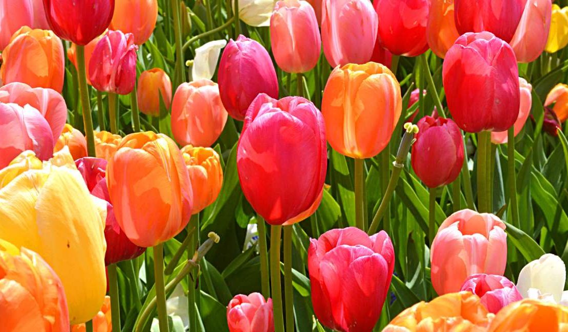 What Is A Tulip Flower Meaning