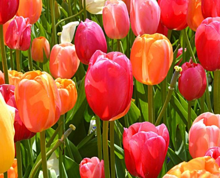 What Is A Tulip Flower Meaning
