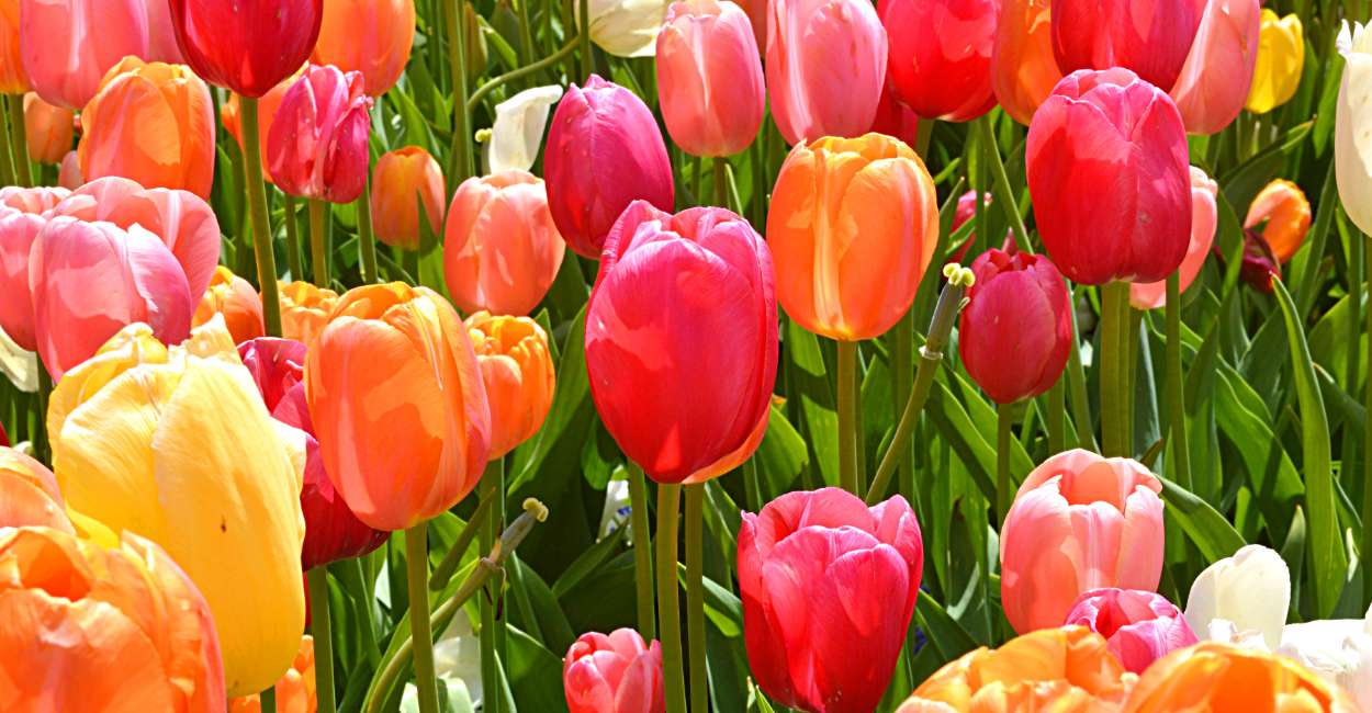 What Is A Tulip Flower Meaning