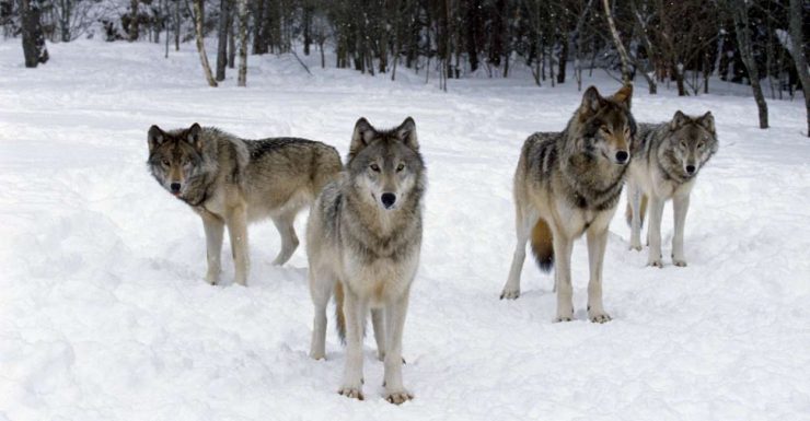 Wolf Spirit Animal - All Sorts Of Hidden Symbolisms It Carries